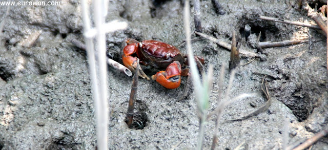 Cangrejo rojo coreano