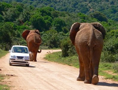 Elephants in masai mara 3 day tour