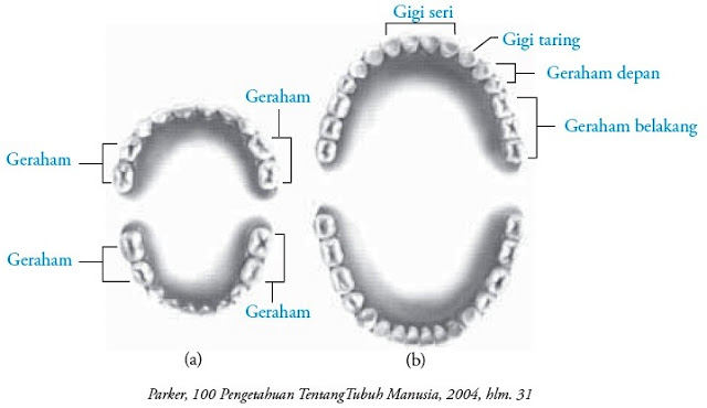 Jenis Gigi  Dan Struktur Gigi  Pada Manusia  Sehat dan 
