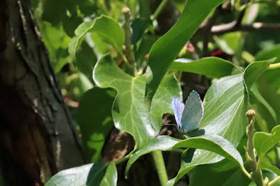 Holly blue (male)