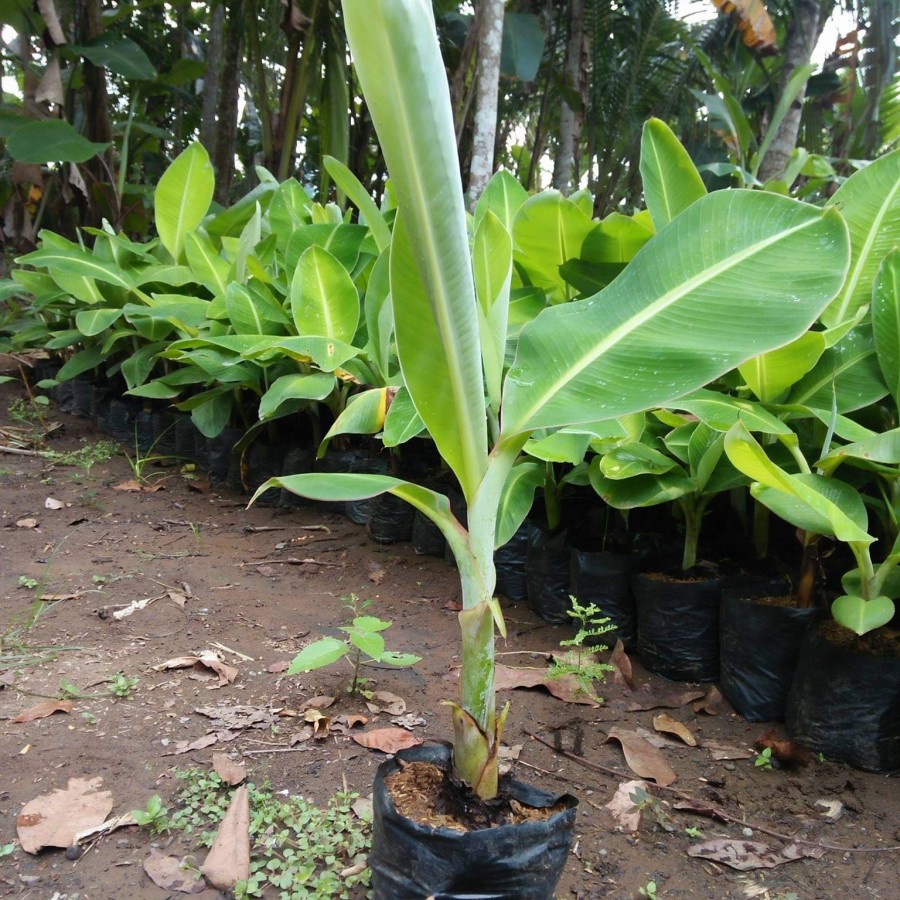 bibit tanaman buah pisang rojo bulu cepat berbuah bali Tangerang