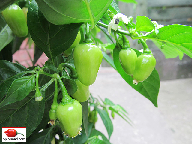 Peruvian White Habanero - 28th August 2022