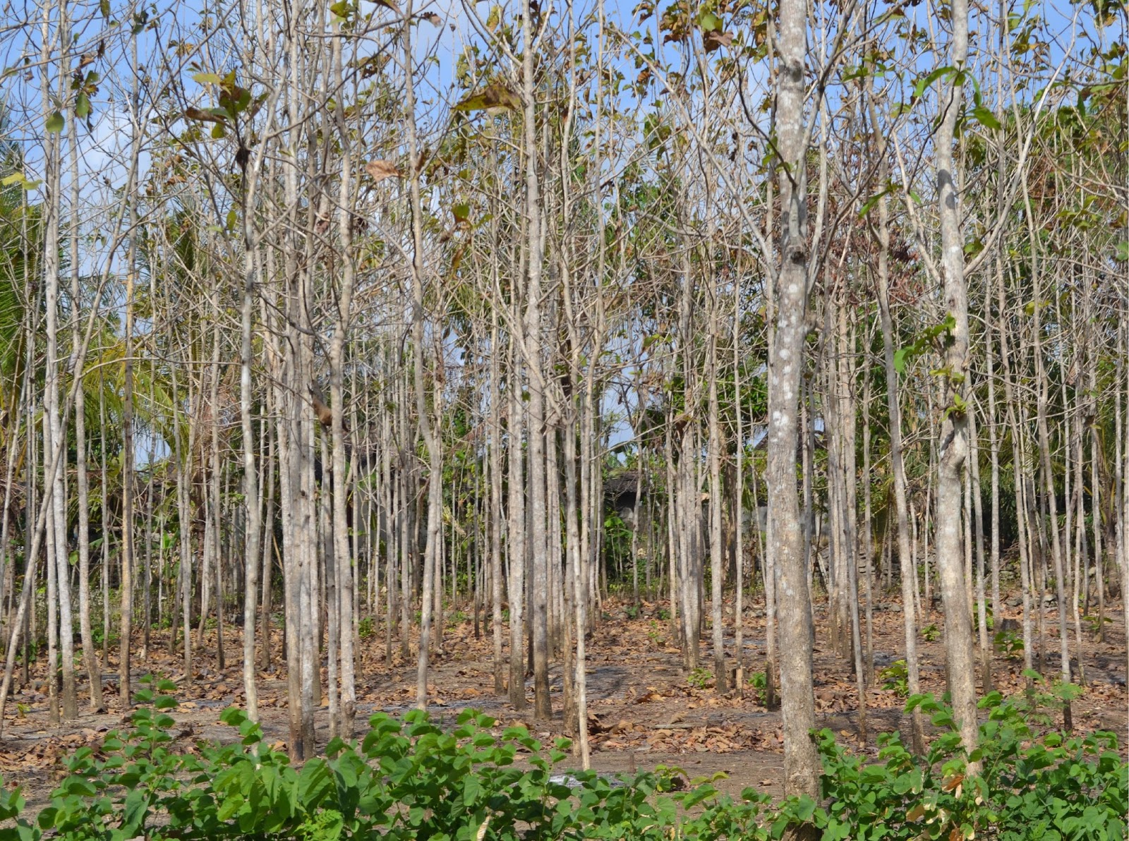 Perbedaan Hutan Musim dengan Hutan Hujan Beriklim Tropis 