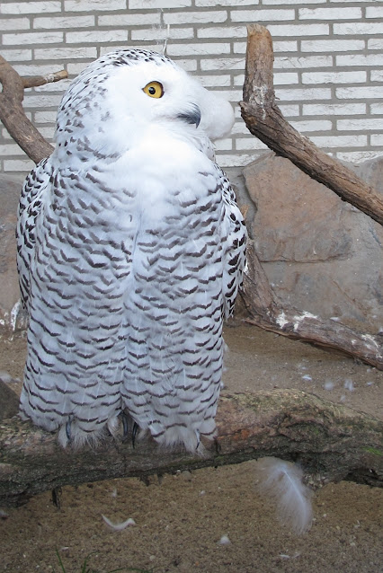 Zoo: Contrair uiltje