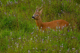 Wildlifefotografie Lippeaue Rehwild Brunft Blattzeit Olaf Kerber