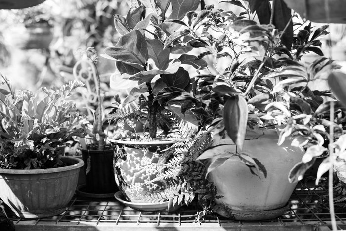 black and white potted plants