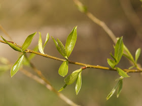 Spring in Norfolk