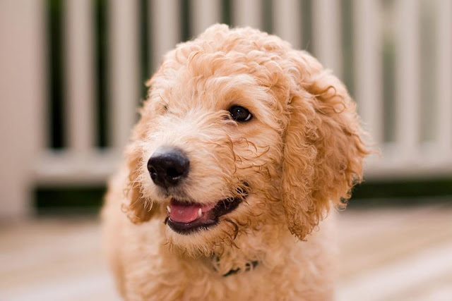 The golden labradoodle puppy image