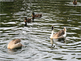 Patos en las Islas de Toronto 