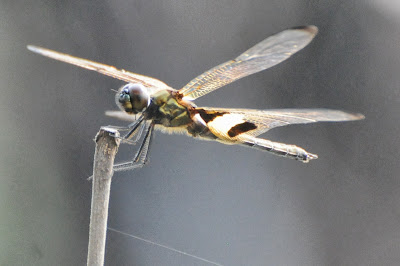 Rhyothemis phyllis