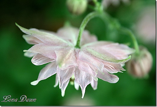 A_RoseBarlow_Columbine