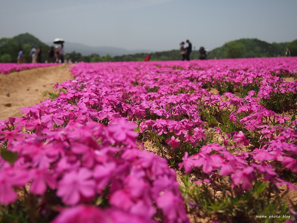 芝桜