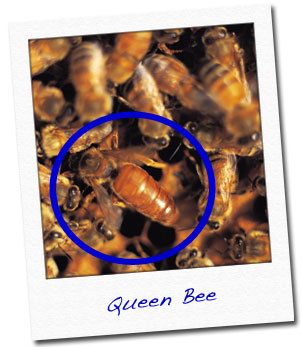 queen bee