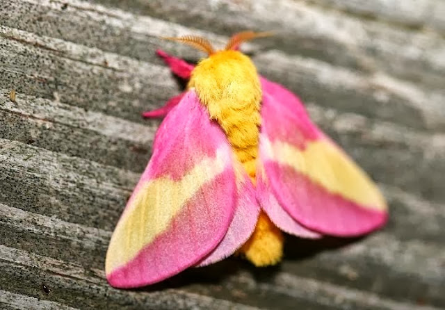 Rosy Maple Moth