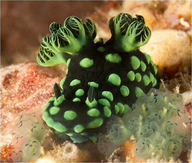 Nembrotha cristata