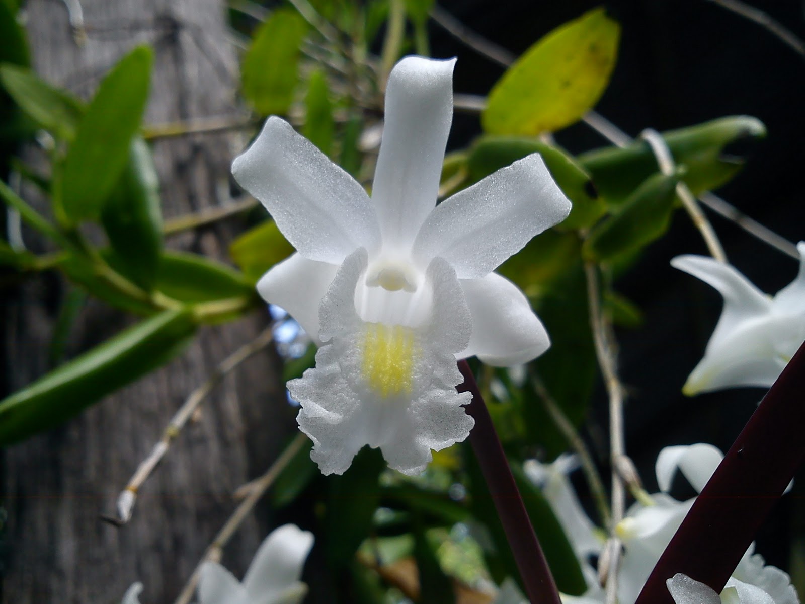 MillFa Wild Orchid: Dendrobium crumenatum @ Orkid Merpati