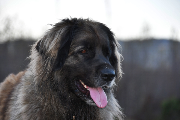 leonberger