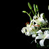 Free Desktop Wallpaper Easter Lilies Pictures Desktop Background (1280 x 800 )