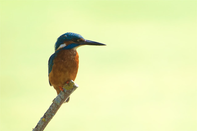 Common Kingfisher छोटा किलकिला, राम चिरैया, शरीफन, निता मछराला  (Alcedo atthis)