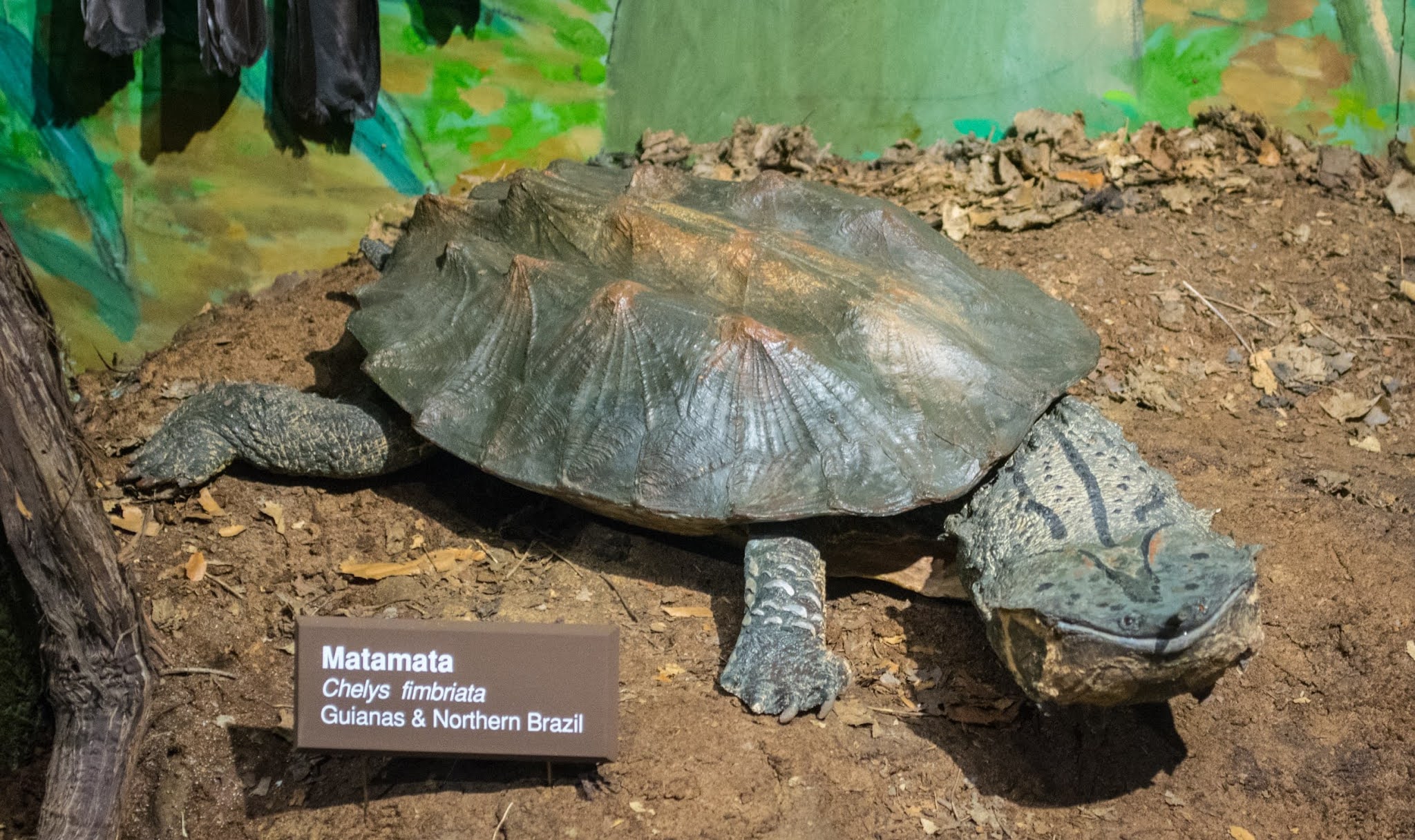 Matamata Turtle, South America's Strange Faced Turtle