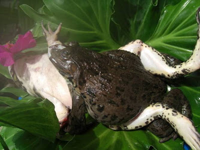 Gaya Kamasutra Ala Katak [ www.BlogApaAja.com ]