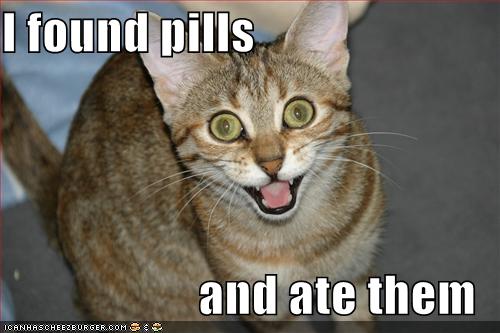 funny cat pictures pc 5 Funny Cat Picture - Hilarious lolCat
