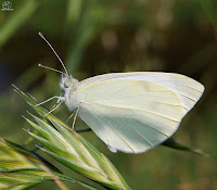 La mariposa de la col (Pieris brassicae)