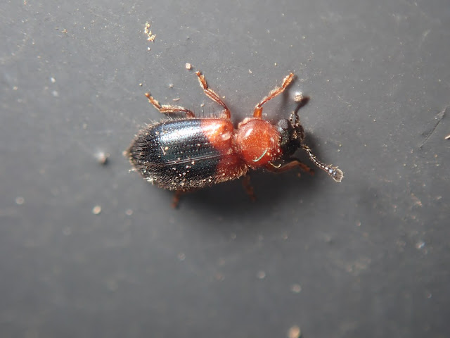 Necrobia ruficollis