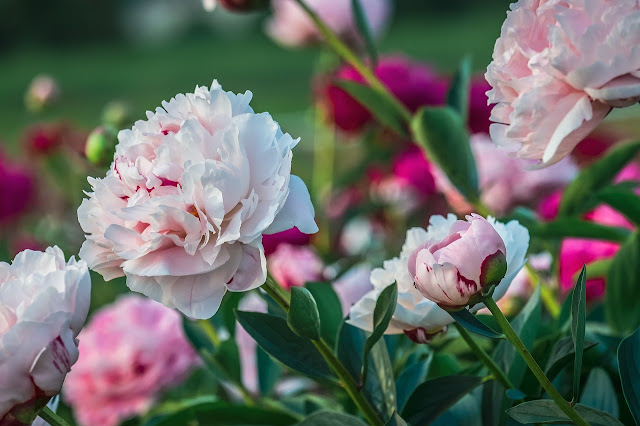 The Meaning of Peony Flower