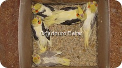 Filhotes de Calopsitas I