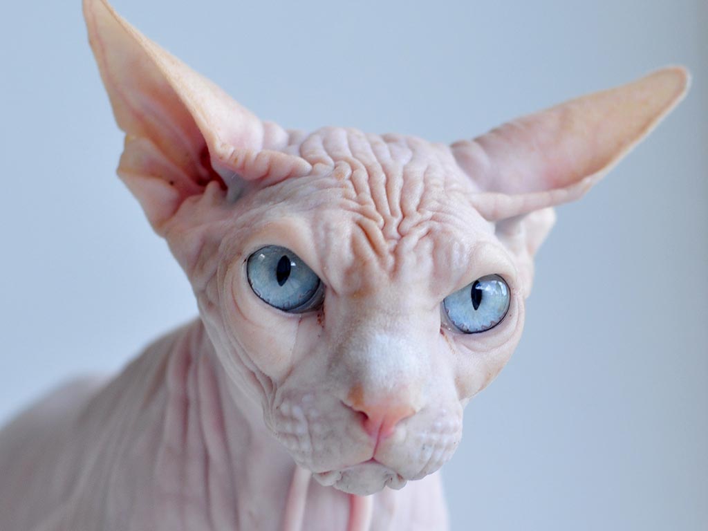 sphynx+cat+wallpapers+4.jpg