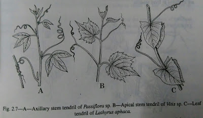 Stems: kinds of stems, strong stems,weak stems- digieduco