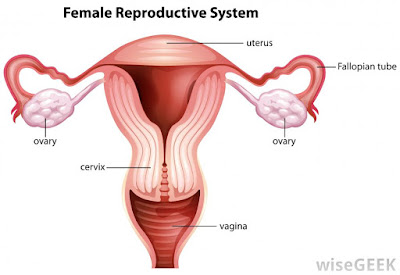 IUI, IUI treatment