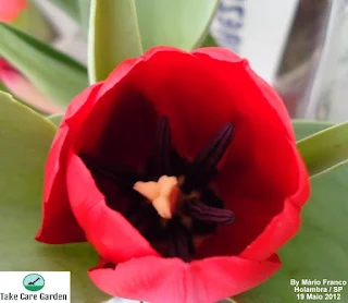 Growing Tulipa hybrida: Tips and Tricks