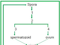 PRE TEST PLANTAE