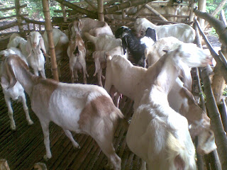 jual kambing etawa murah