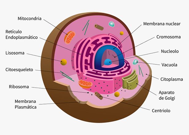 Célula eucariota y sus partes