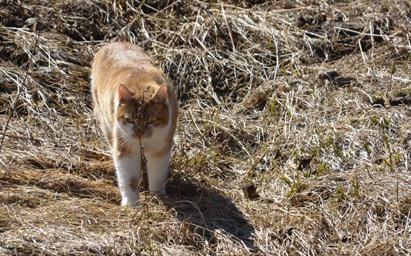 pusekatt kattepus pus katt