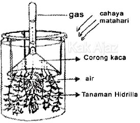 Pembahasan Biologi UN 2022 No 31 35