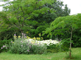 hortensia Annabelle