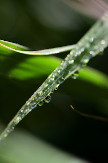 Closeup of dew drops on lemongrass