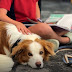  Mango - chú chó giúp trẻ đọc sách tại thư viện Warkworth