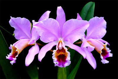 Cattleya percivaliana orchid plant care and culture