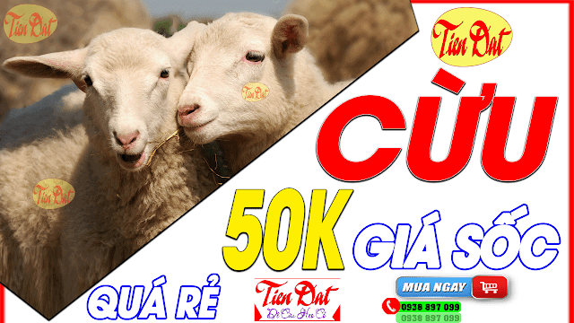 Bán cừu giống 50.000đ/1kg