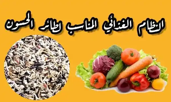 النظام الغدائي المناسب لطائر الحسون