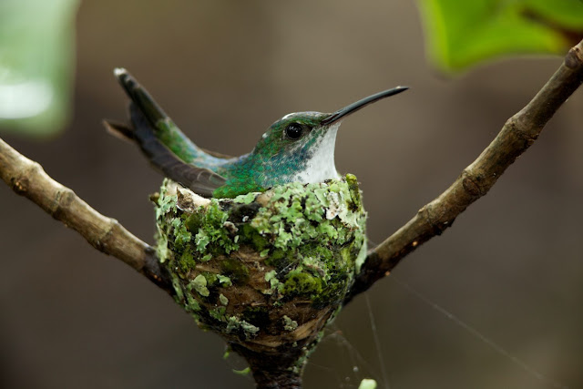 Hummingbird Nesting Box