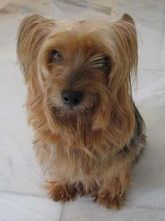 Australian Silky Terrier Puppies