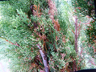 Ciprés (Cupressus sempervirens 'Totem').