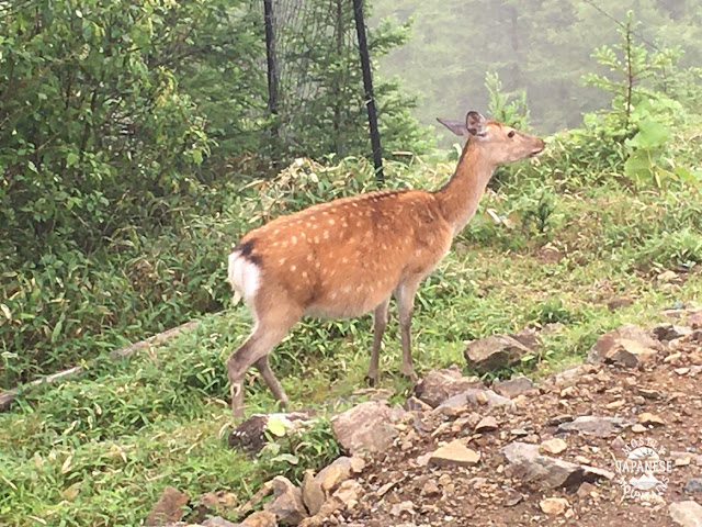 雲取山の鹿　deer on Mt. Kumotori