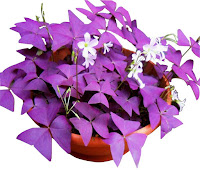 Plant with purple triangular leaves and little white flowers in a terracotta pot.PURPLE SHAMROCK (Oxalis triangularis) 